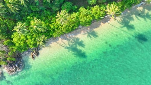 Aerial view: Crystal seas, sunny skies, sandy beach, swaying coconuts.