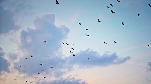 Ein Vogelschwarm fliegt vor dem Hintergrund der Wolken bei Sonnenuntergang