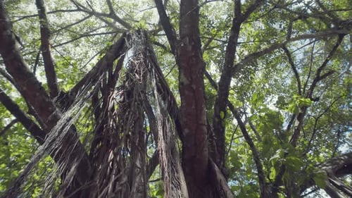 Lush Tropical Forest with Vines and Green Canopy
