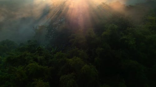 Green scenery, tropical rainforest and dense fog in the morning