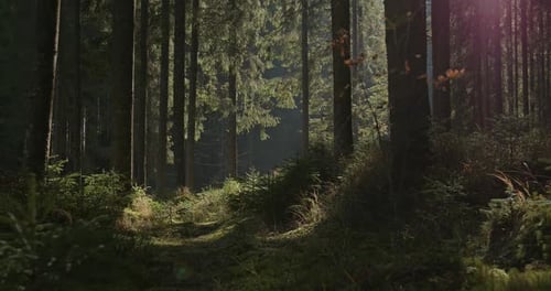 Walking Along a Trail Through a Dense Forest of Evergreen Coniferous Trees with Dappled Sunshine