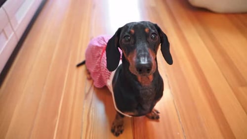 Dachshund Puppy in Dress Standing on Wooden Floor