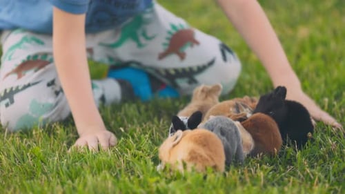 Child Playing Gently With Baby Rabbits on Grass