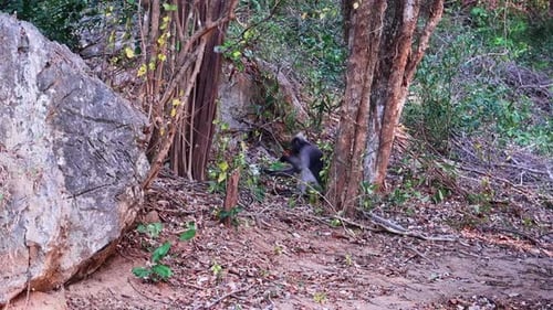 Dusky langur leaf monkey sits on the ground and eats food among the trees in Thailand, Asia. Slow mo
