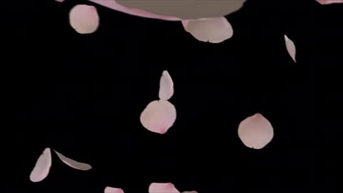 Sakura Falling