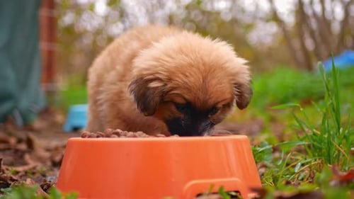Cute Puppy Eating Food Outside on the Grass