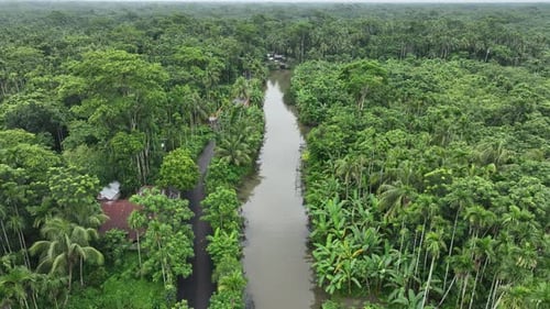 Vue aérienne du jardin de goyaves à Swarupkathi, Pirojpur, Bangladesh.
