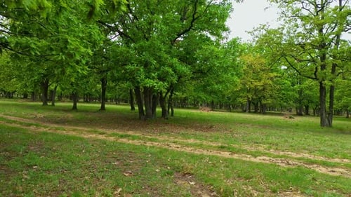 Aerial drone view of deciduous forest in summer near to Sofia city