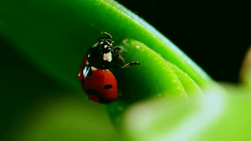Macro Close Up of a Red Ladybug Crawling on a Vibrant Green Leaf