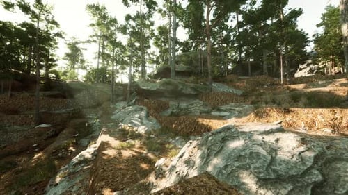 Serene Forest Landscape with Rocks and Sunlight Filtering Through Trees