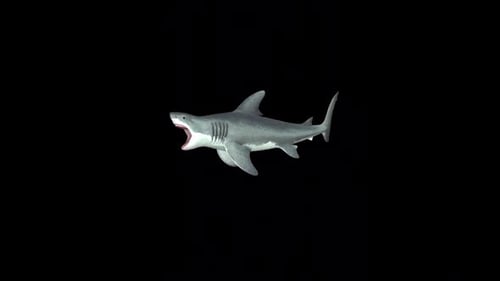 Megalodon Shark Eat 2