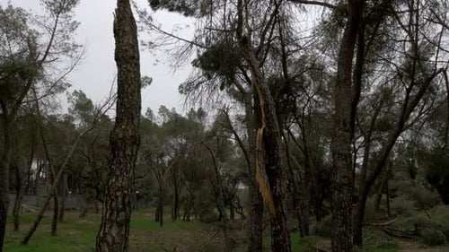 Fallen trees in Madrid largest park Casa de Campo after Filomena snow blizzard in January 2021 with