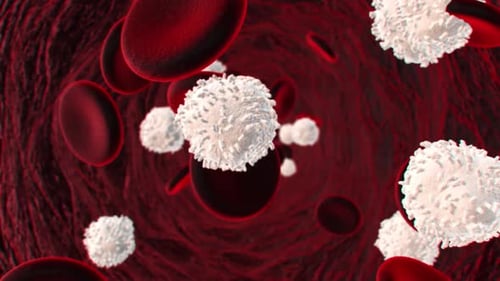 Red and white blood cells flowing in blood vessels