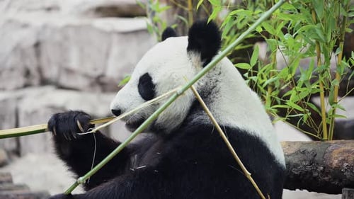Cute Happy Funny Giant Panda Eating Bamboo