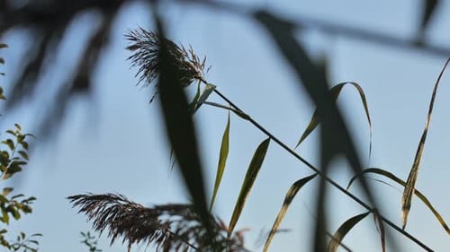 Tall Grass in Gentle Wind - Camera Pans Left to Right - 4K