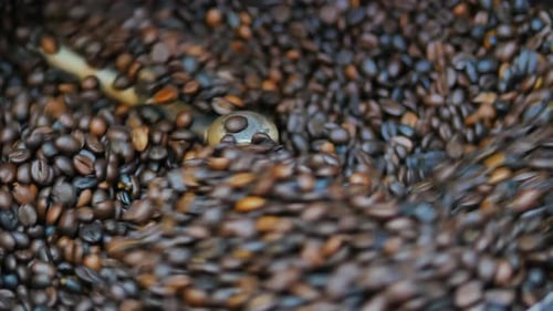 Roasting Coffee Beans at the Factory