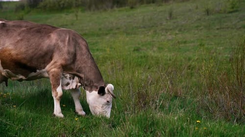 Milchkuh frisst Gras auf der grünen Wiese. Braune Kuh weidet frisches Gras auf der Weide
.