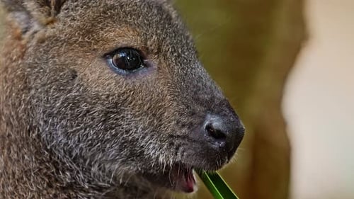Wallaby Kangaroo ist eine Känguru-Art, die in Nahaufnahme auf einem grünen Blatt kaut