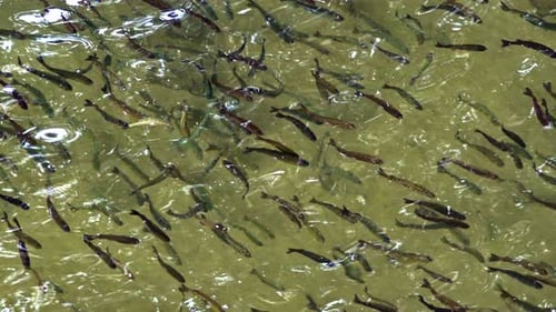 Flock Of Fish Floating Synchronized Underwater