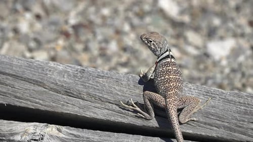 Lézard à collier du Grand Bassin assis de près sur du vieux bois