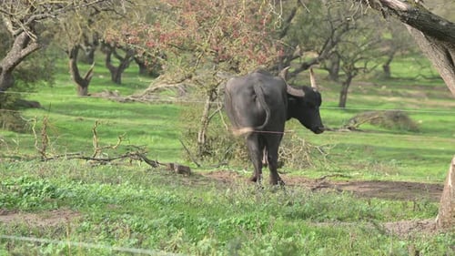 A Large Water Buffalo on a Grassy Farm Under the Trees in the Afternoon Sunlight