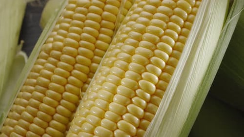 Close-up shot of ripe corn heads with corn whiskers and leaves.