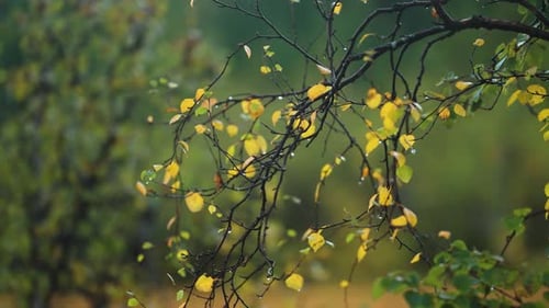 Raindrops cling to yellow-green leaves on the thin dark birch tree branches. Parallax shot. Bokeh ba