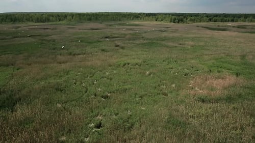 Aerial View of Bog Lands with White Herons Nesting Place