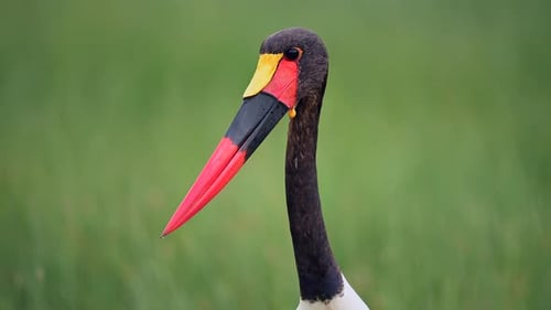 Saddle-Billed Stork in African Wetlands Colorful Wading Bird Wildlife Footage in Natural Habitat