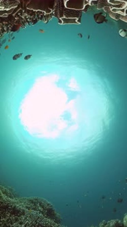 Colorful Fish Swim Near Bright Coral Reefs