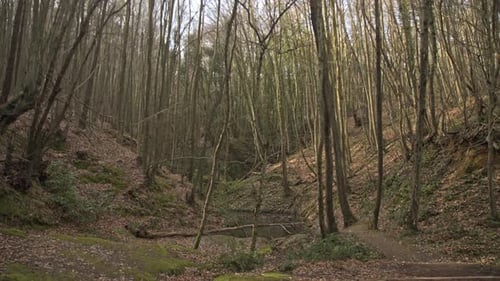 Forêt épique, arbres, branches, feuilles, racines, soleil, nuages.