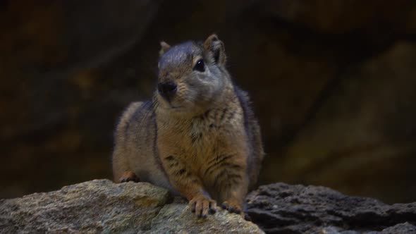 Moco or Rock Cavy Animal in Nature, Nature Stock Footage ft. animals ...