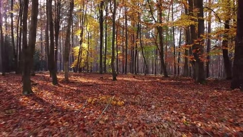 Autumn foliage in bright daylight
