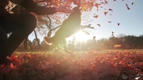 Cheerful Caucasian Man Playing with His Cute Border Collie in the Park
