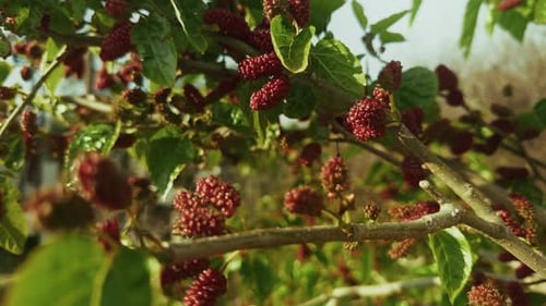 Moras rojas maduras que cuelgan de la rama de un árbol verde 2