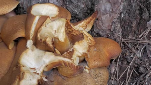 Close-Up View of Mushrooms Growing by Tree