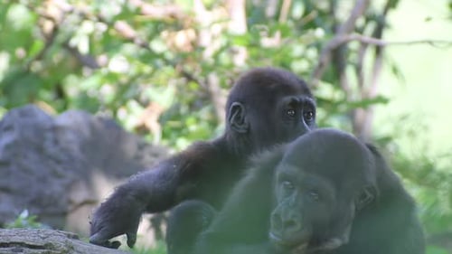 Gorillas Relaxing in a Green Nature Reserve