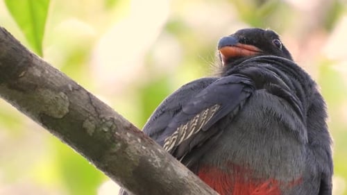 Black-tailed Trogon Bird Sitting And Preening Feathers On The Tree Branch. - low angle, close up
