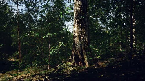 A Majestic Birch Tree Standing Tall in the Heart of a Lush Forest