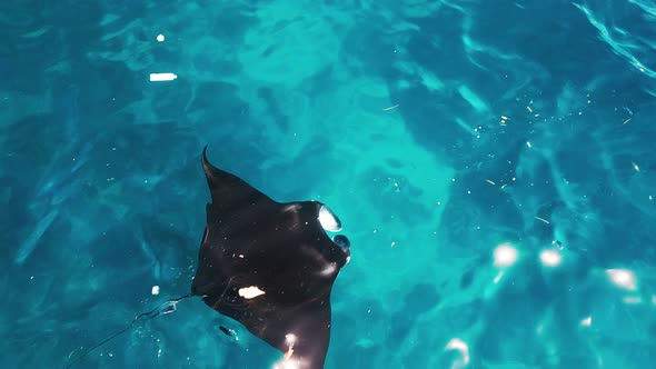 Una mantarraya oceánica gigante nada en aguas contaminadas con basura ...