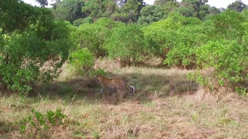 Leopard walking in maasai mara national reserve savanna at africa