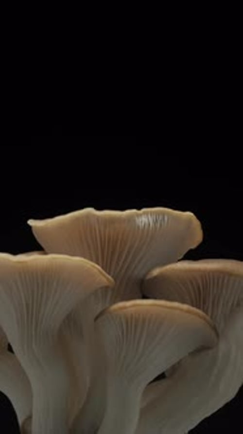 Close Up of Oyster Mushrooms on Black