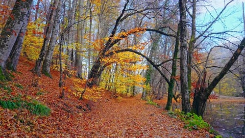 Autumn Forest Gimbal Walk - 4K
