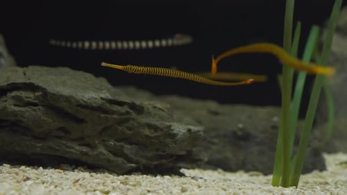 Seepfeige schwimmen in der Nähe von Felsen im Aquarium