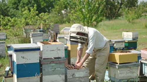 Beekeeper Inspecting Honeycomb at Rural Apiary
