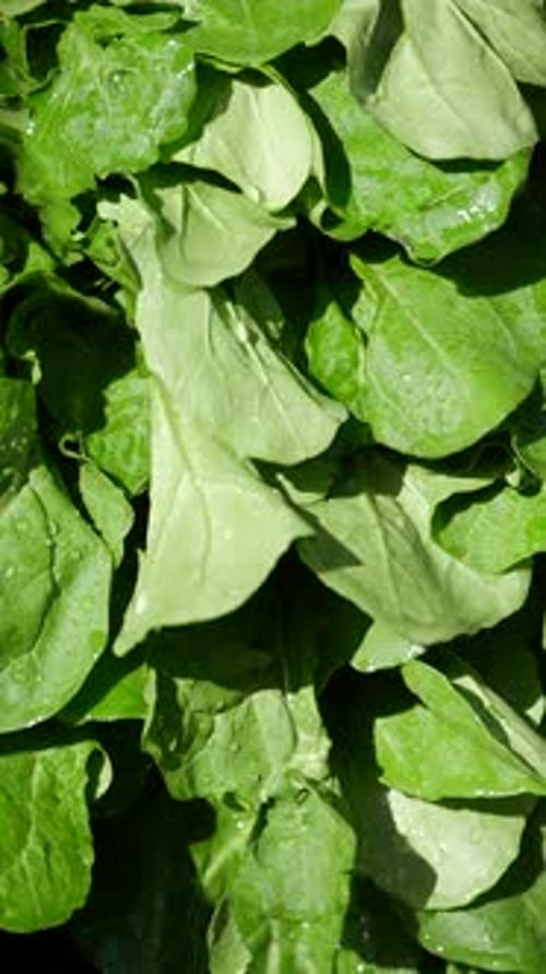 A CloseUp View of Fresh Green Spinach Leaves for Culinary Use