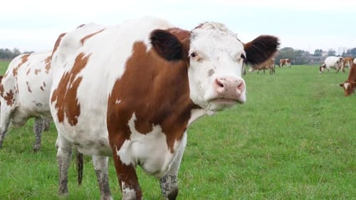 Cows Grazing in a Green Field