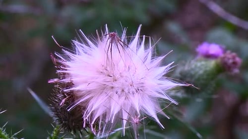 Blooming Thistle Flower In The Fields. Close Up