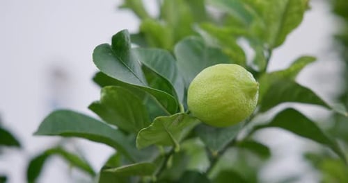 Lime Tree with Fruits Natural Organic Green Lemon on Lemon Tree Outdoor