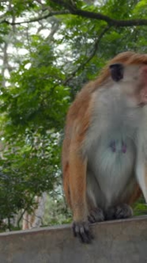 Un singe sauvage sur un mur de pierre au Népal Katmandou Asie Action Animaux sauvages et nature verte